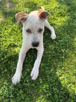 Pit Bull Terrier and Mixed Breed Dogs Available for Adoption - FRECKLES | PetCurious