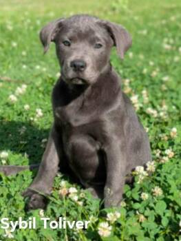 Labrador Retriever and Mountain Cur Dogs Available for Adoption in El Dorado, Arkansas - Sybil | PetCurious