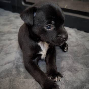 Shot -  Mixed Breed Dog for Adoption in St. Peters, Missouri - Shot | PetCurious