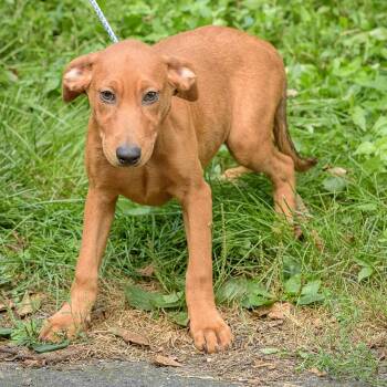 Rescue Hound Dogs for Adoption in Lambertville, New Jersey - Cranberry | PetCurious