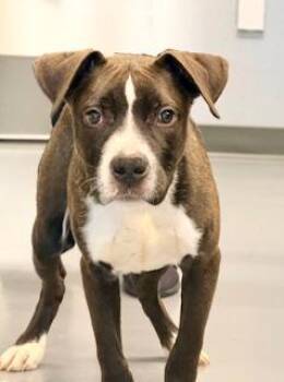 Cain -  American Bully Dog Available for Adoption in Winter Haven, Florida - Cain | PetCurious