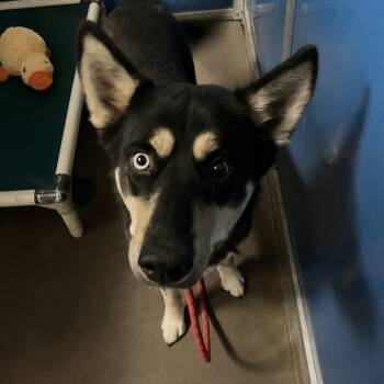 Rescue Husky Dogs for Adoption in Flagstaff, Arizona - Ronnie | PetCurious