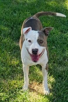 Creed -  Pit Bull Terrier Dog for Adoption in St. George, Utah - Creed | PetCurious