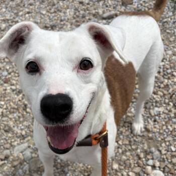 Gus -  Boxer and Shepherd Dog for Adoption in Auburn, Nebraska - Gus | PetCurious