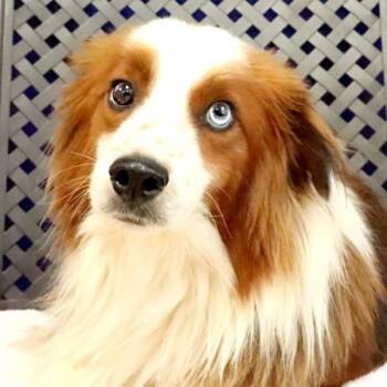 Samson -  Shetland Sheepdog Sheltie Dog for Adoption in Midland, Texas - Samson | PetCurious