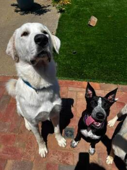 Bosco -  Great Pyrenees Dog for Adoption in Lafayette, California - Bosco | PetCurious
