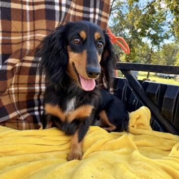 Divena -  Dachshund Dog for Adoption in Pelham, New Hampshire - Divena | PetCurious