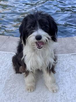 Homer -  Havanese and Bearded Collie Dog for Adoption in Baker, Louisiana - Homer | PetCurious