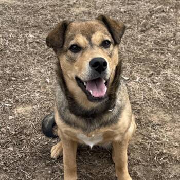 Labrador Retriever and Husky Dogs Available for Adoption in Nerstrand, Minnesota - Mary (Courtesy Post)  | PetCurious