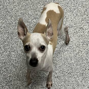 Chico -  Chihuahua and Italian Greyhound Dog for Adoption in Grand Rapids, Michigan - Chico | PetCurious