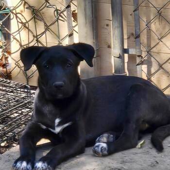 Tiger Lily -  Labrador Retriever and Flat Coated Retriever Dog for Adoption - Tiger Lily | PetCurious