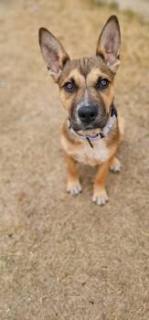 Shepherd Dogs Available for Adoption - Roxy  | PetCurious
