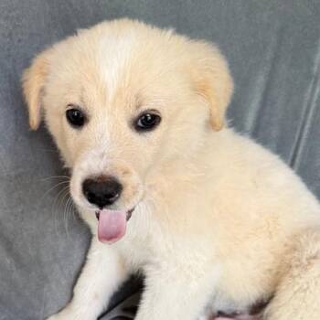 Great Pyrenees and Yellow Labrador Retriever Dogs Available for Adoption - RC Fizz | PetCurious