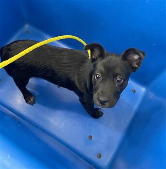 TWYA -  Mixed Breed Dog for Adoption in Dallas, Texas - TWYA | PetCurious