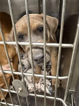A479915 -  Staffordshire Bull Terrier Dog for Adoption in Oklahoma City, Oklahoma - A479915 | PetCurious