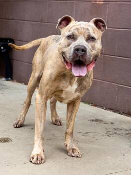Mixed Breed Dogs Available for Adoption in Chamblee, Georgia - Athens | PetCurious