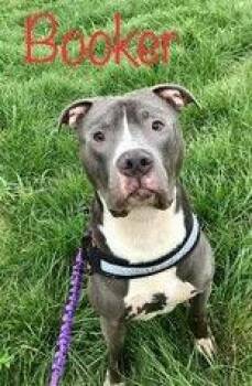 Pit Bull Terrier Dogs Available for Adoption in Denton, Texas - Booker | PetCurious