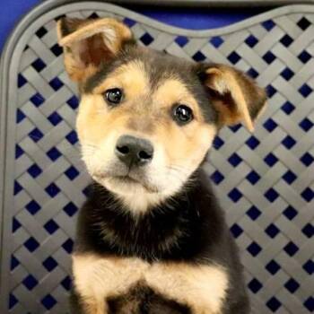 German Shepherd Dog Dogs Available for Adoption in Fort Davis, Texas - Odessa | PetCurious