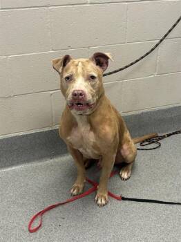 WOODY -  Pit Bull Terrier and Mixed Breed Dog for Adoption in Indianapolis, Indiana - WOODY | PetCurious