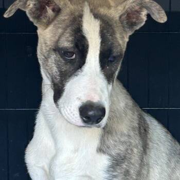 London -  Turkish Kangal and Catahoula Leopard Dog Dog for Adoption in Okolona, Mississippi - London | PetCurious