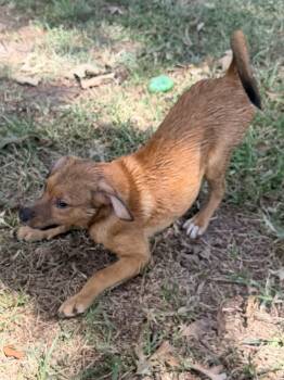 Scooter -  Hound and Shepherd Dog for Adoption in Baker, Louisiana - Scooter | PetCurious
