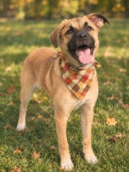 Ravioli -  Mixed Breed Dog for Adoption in Wooster, Ohio - Ravioli | PetCurious