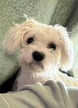 Mayra -  Poodle Dog for Adoption in San Diego, California - Mayra | PetCurious