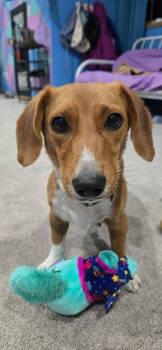 Dachshund Dogs Available for Adoption - Sage The Dachshund Mix! | PetCurious