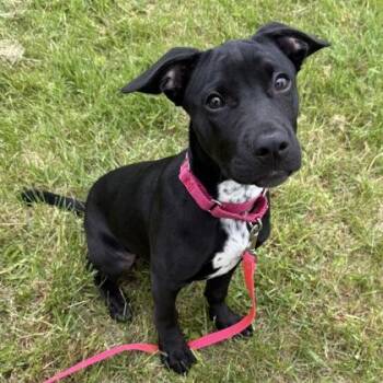 Budderball -  Mixed Breed Dog Available for Adoption in East Montpelier, Vermont - Budderball | PetCurious