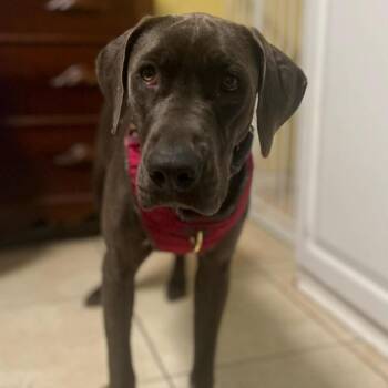 Weimaraner and German Shorthaired Pointer Dogs Available for Adoption - Freya | PetCurious