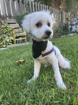 Winter -  Bichon Frise Dog for Adoption in Bradenton, Florida - Winter | PetCurious