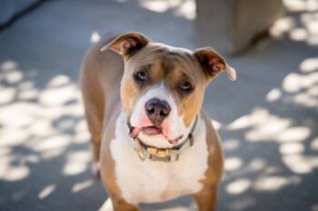 Rescue Pit Bull Terrier Dogs for Adoption in Twentynine Palms, California - Rose | PetCurious