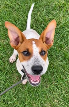 Dolly Parton -  Australian Kelpie and Mixed Breed Dog for Adoption in Saugus, Massachusetts - Dolly Parton | PetCurious