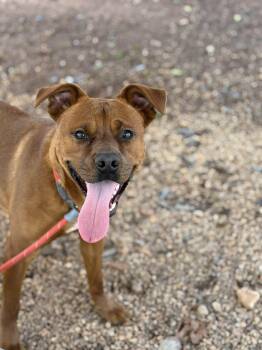 Mixed Breed Dogs Available for Adoption in Shelburne, Vermont - Bumper | PetCurious