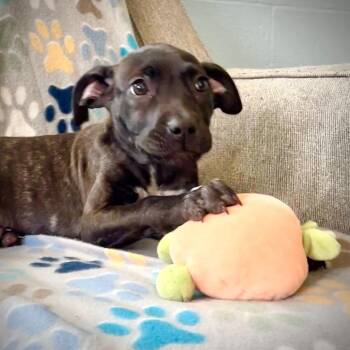 Terrier and Mixed Breed Dogs Available for Adoption in Rochester, Minnesota - Lily | PetCurious