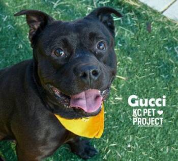 Mixed Breed Dogs Available for Adoption in Kansas City, Missouri - Gucci | PetCurious