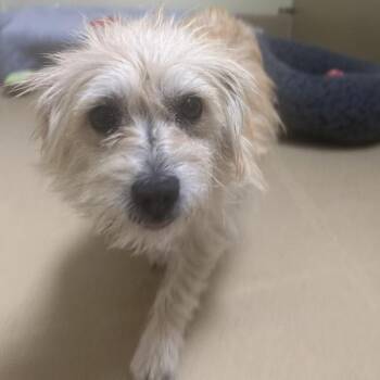 Tea -  Terrier Dog for Adoption in Walnut Creek, California - Tea | PetCurious