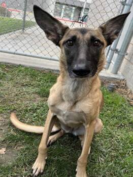 Rescue Belgian Shepherd Malinois Dogs for Adoption in Riverside, California - FLOWER | PetCurious