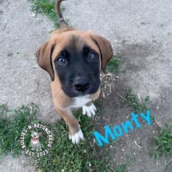 Mixed Breed Dogs Available for Adoption in Omaha, Nebraska - The M Litter: Monty | PetCurious