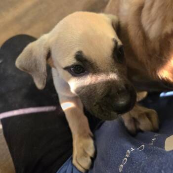 Mabel -  Mixed Breed Dog for Adoption in Brownsboro, Alabama - Mabel | PetCurious