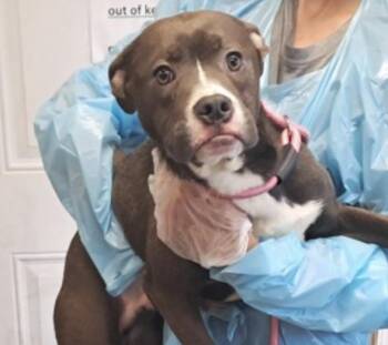 Malone -  Boxer Dog for Adoption in Hollister, Missouri - Malone | PetCurious