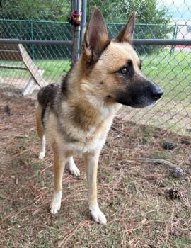 Greta -  Shepherd Dog for Adoption in Little Rock, Arkansas - Greta | PetCurious