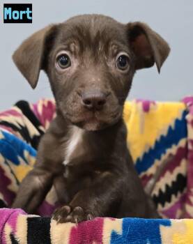 Chocolate Labrador Retriever Dogs Available for Adoption - Mort | PetCurious