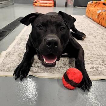Batman -  Mixed Breed Dog for Adoption in Allentown, Pennsylvania - Batman | PetCurious