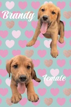 Brandy -  Labrador Retriever Dog for Adoption in Manchester, Connecticut - Brandy | PetCurious