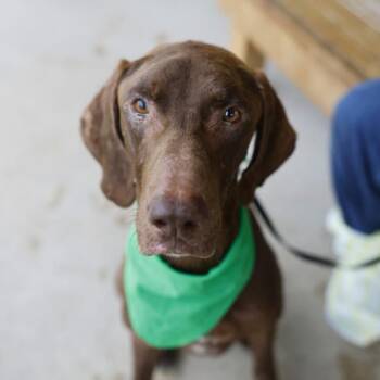 Vizsla Dogs Available for Adoption in San Antonio, Texas - RIVER | PetCurious