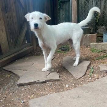 Krypto -  Mixed Breed Dog for Adoption in Boaz, Alabama - Krypto | PetCurious
