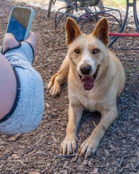 Uska -  Mixed Breed Dog for Adoption in Chamblee, Georgia - Uska | PetCurious