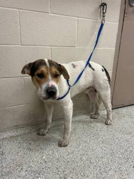 A432542 -  American Bulldog and Mixed Breed Dog for Adoption in Conroe, Texas - A432542 | PetCurious