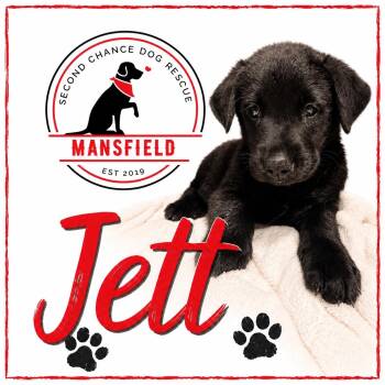 Jett -  Australian Cattle Dog Blue Heeler and Black Labrador Retriever Dog for Adoption in Mansfield, Texas - Jett | PetCurious